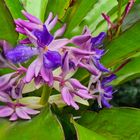 Blüten und perlende Wassertropfen