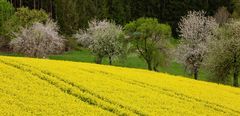 Blüten und Raps