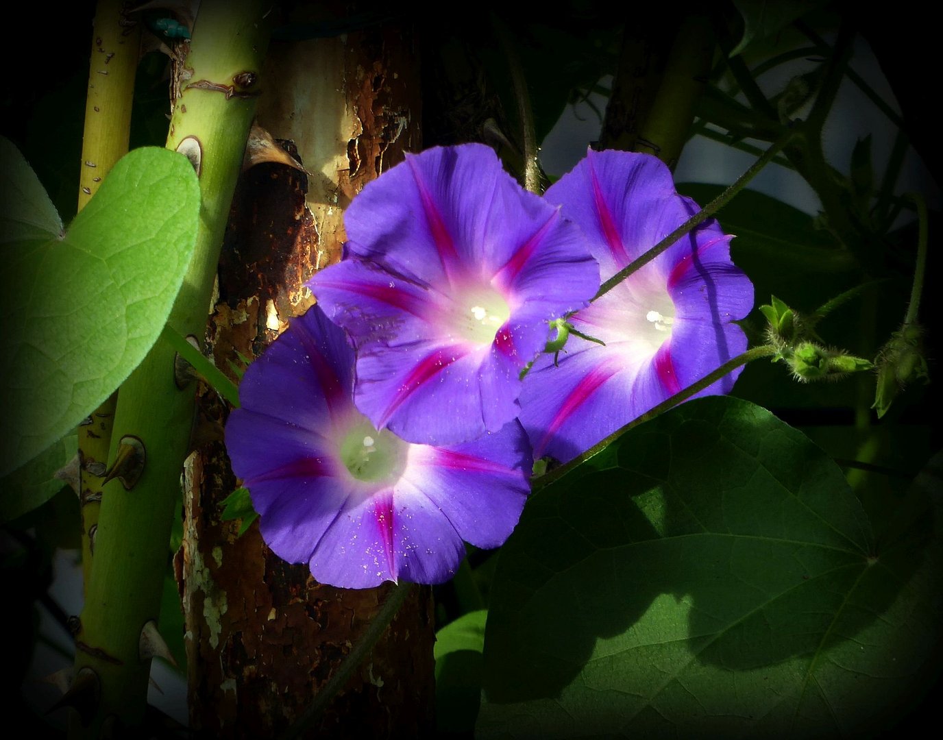 Blüten und Rost