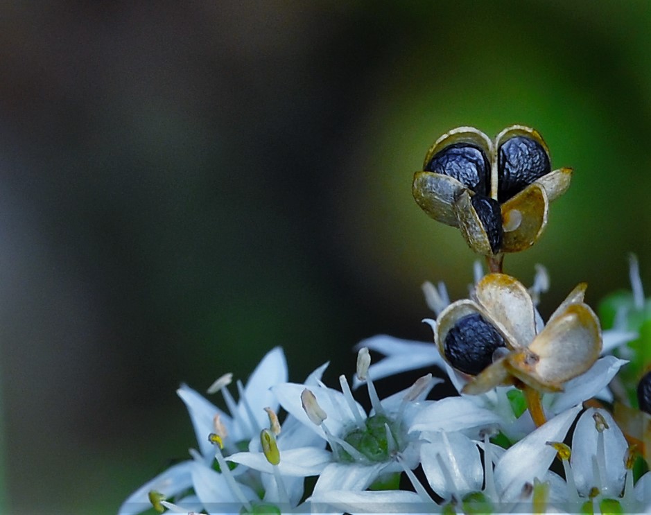 Blüten und Samen des Schnittknoblauch ....