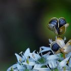 Blüten und Samen des Schnittknoblauch ....