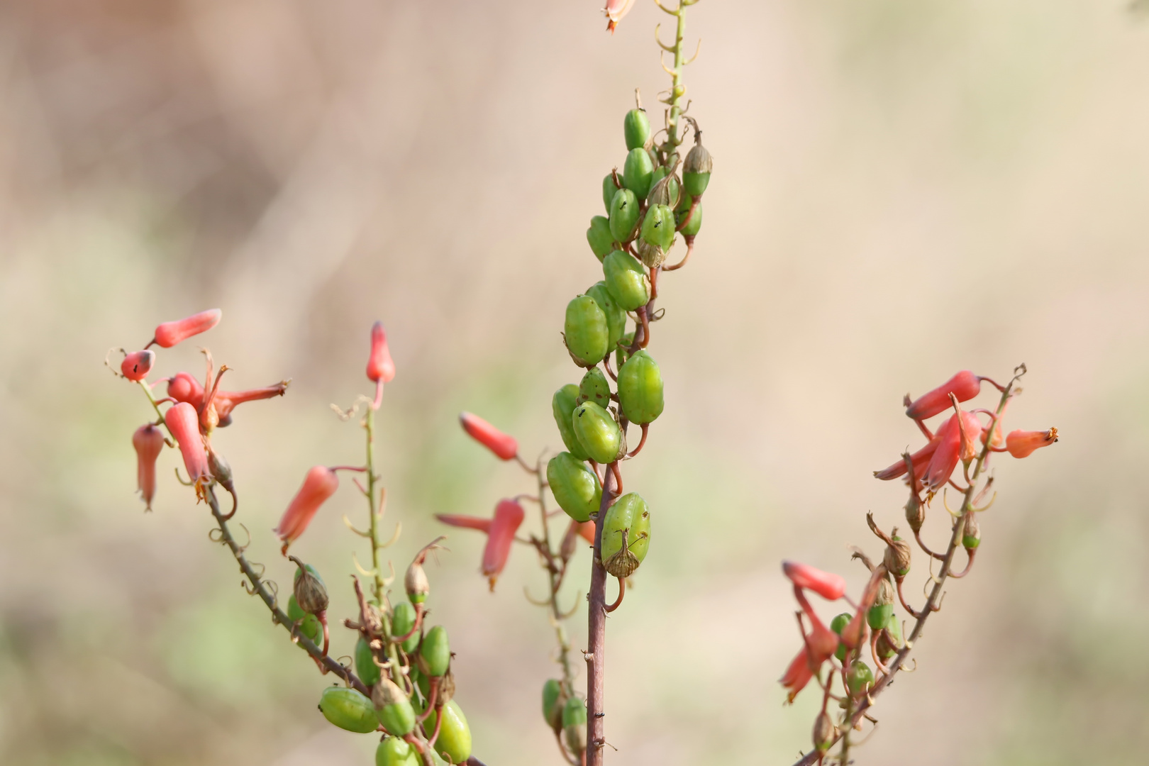 Blüten- und Samenstand Aloe Vera