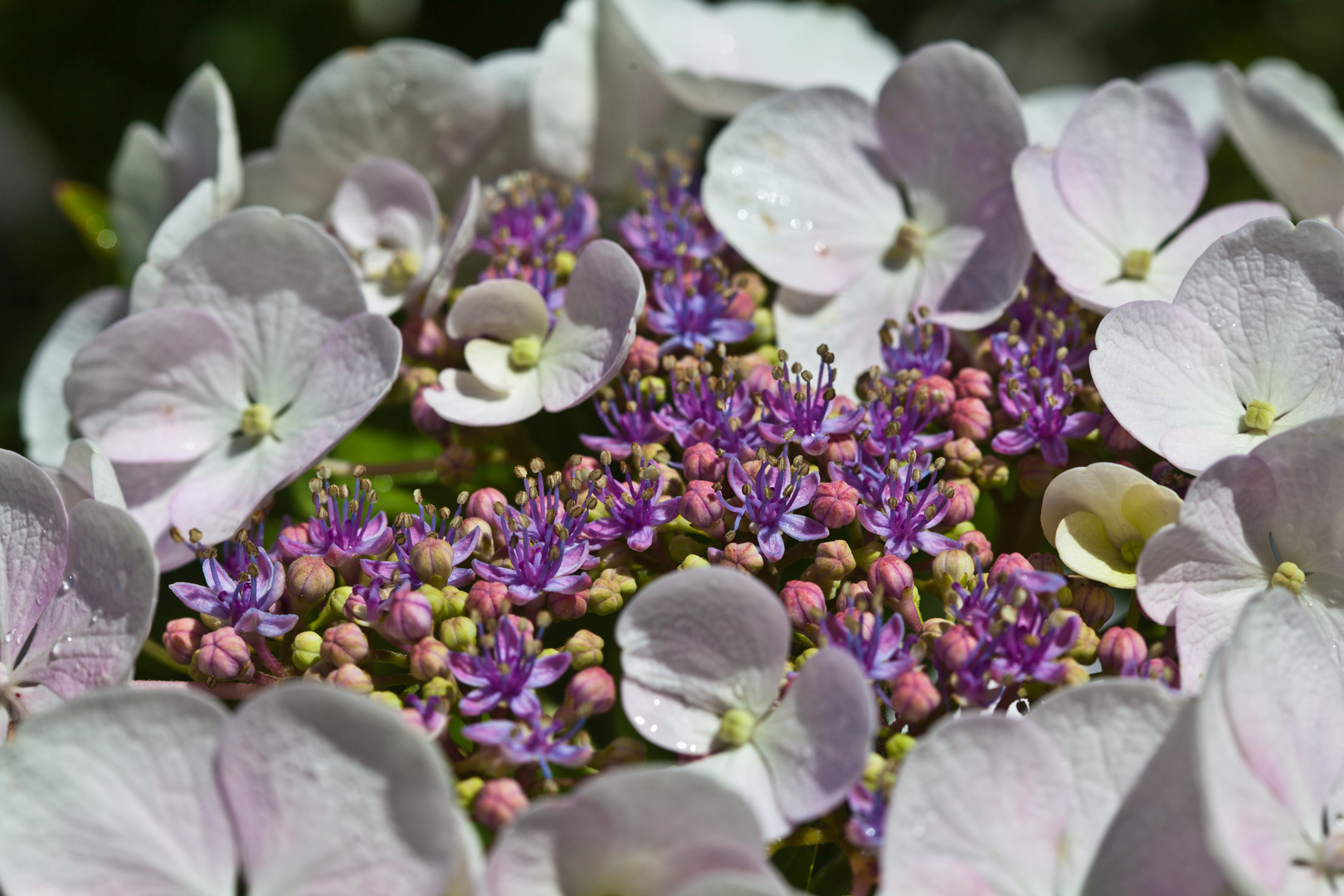 Blüten und Scheinblüten