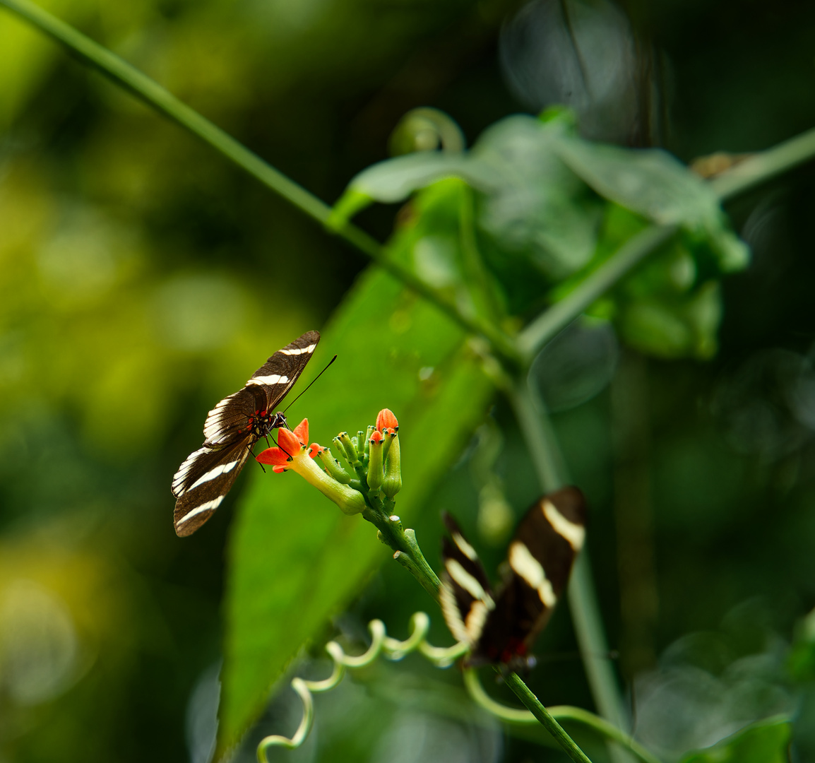 Blüten und Schmetterlinge