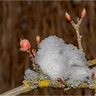 Blüten und Schnee