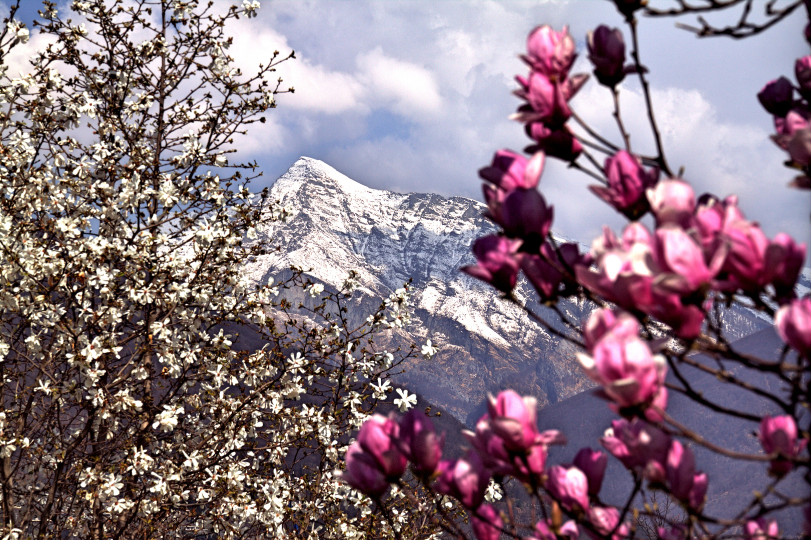 Blüten und Schnee