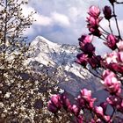 Blüten und Schnee