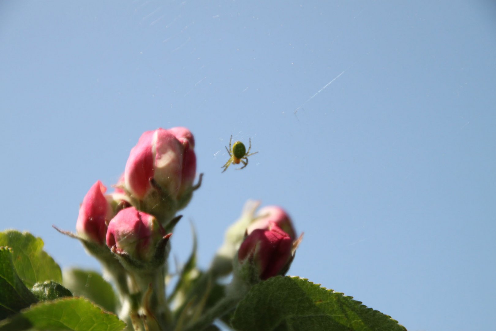 Blüten und Spinne