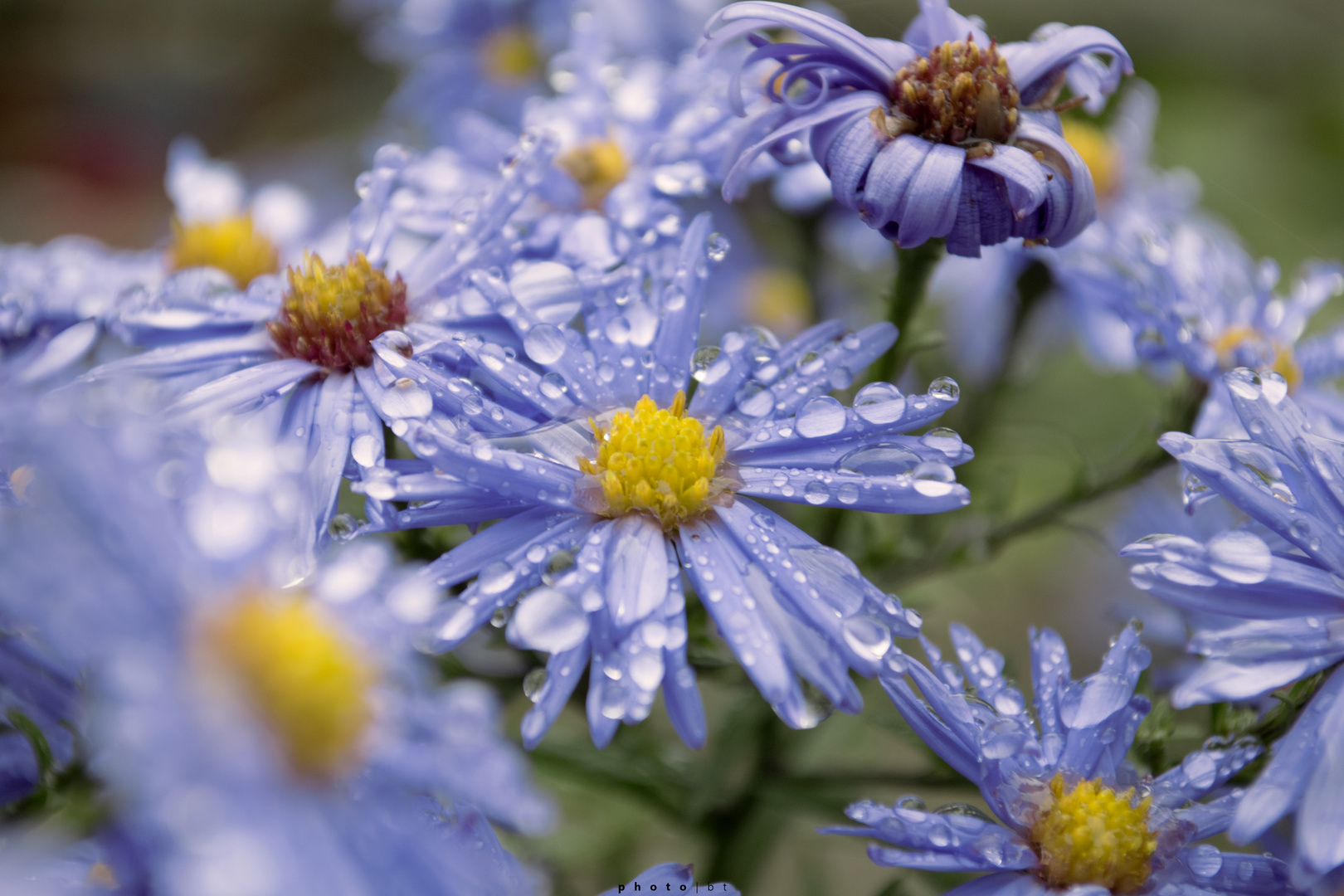 blüten und tau