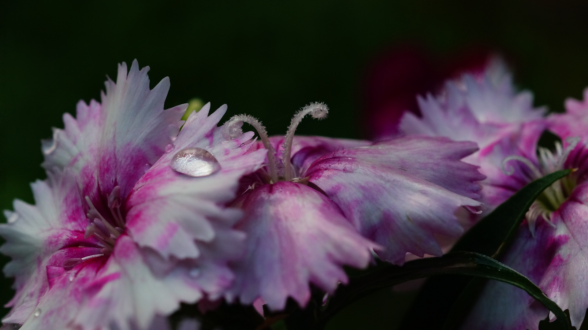 Blüten und Tropfen