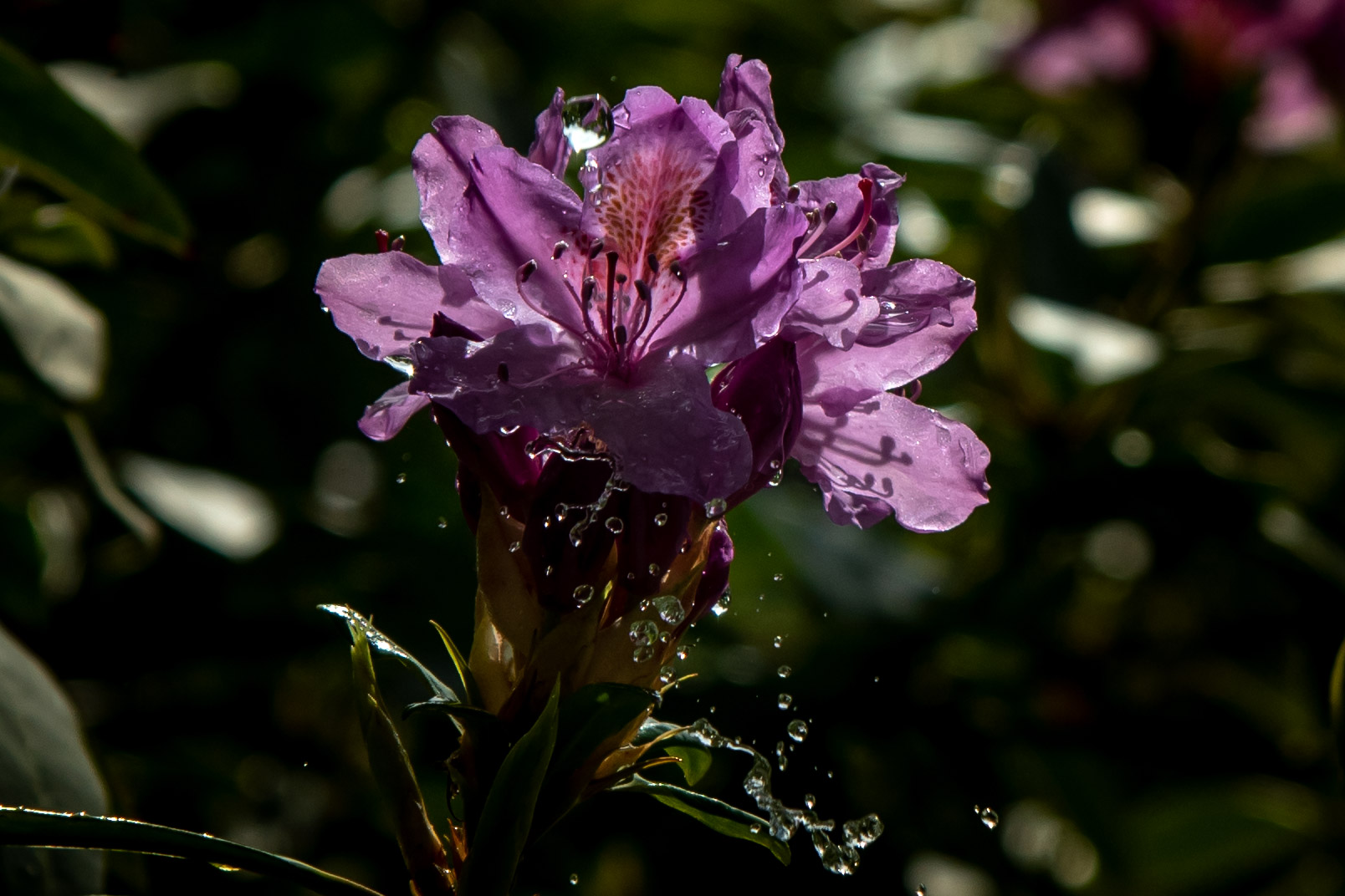 Blüten und Tropfen