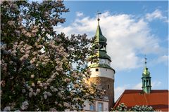 Blüten und Turm