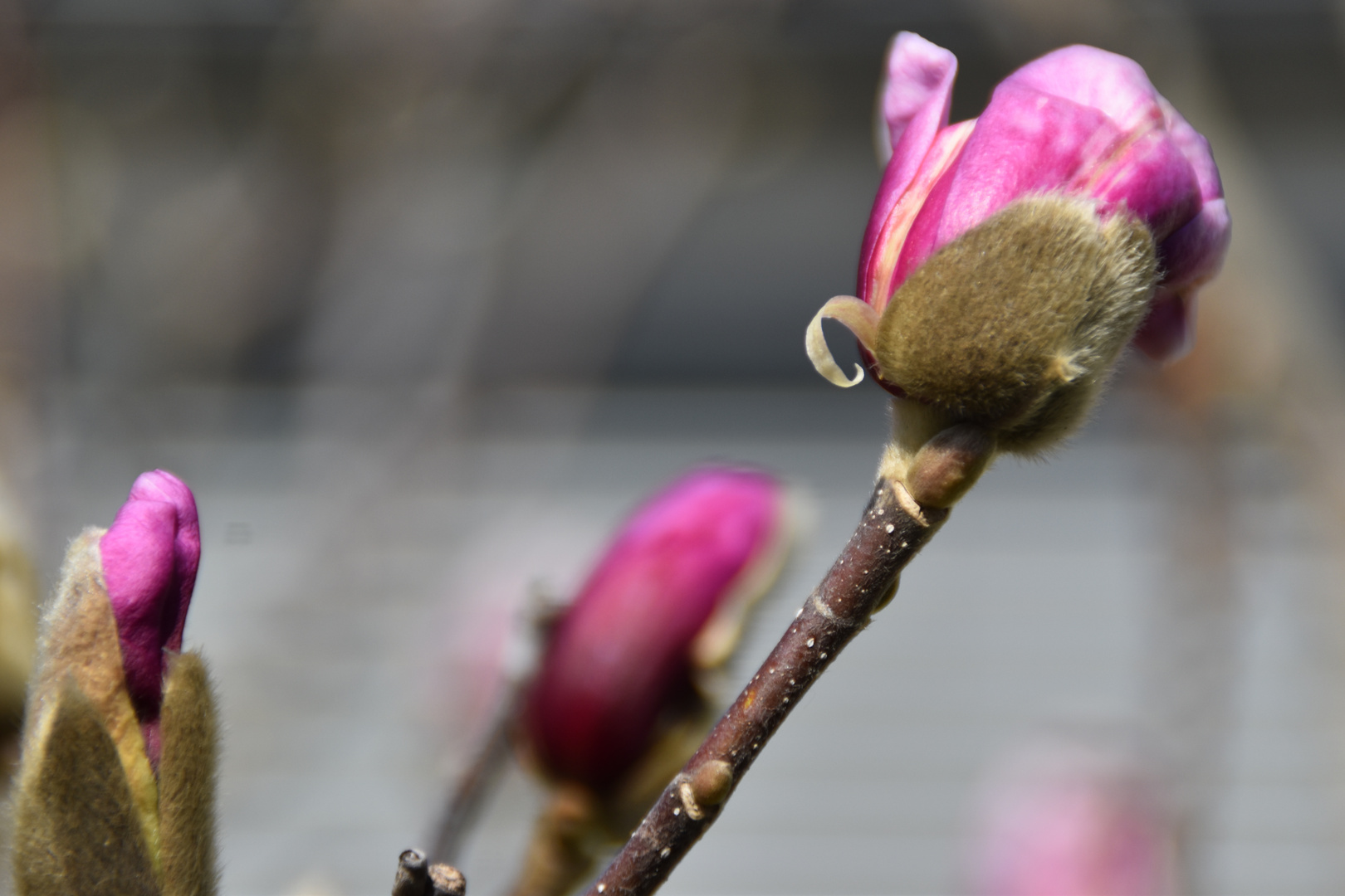 Blüten und Wetterkapriolen