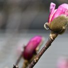 Blüten und Wetterkapriolen