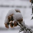 Blüten unter Schnee