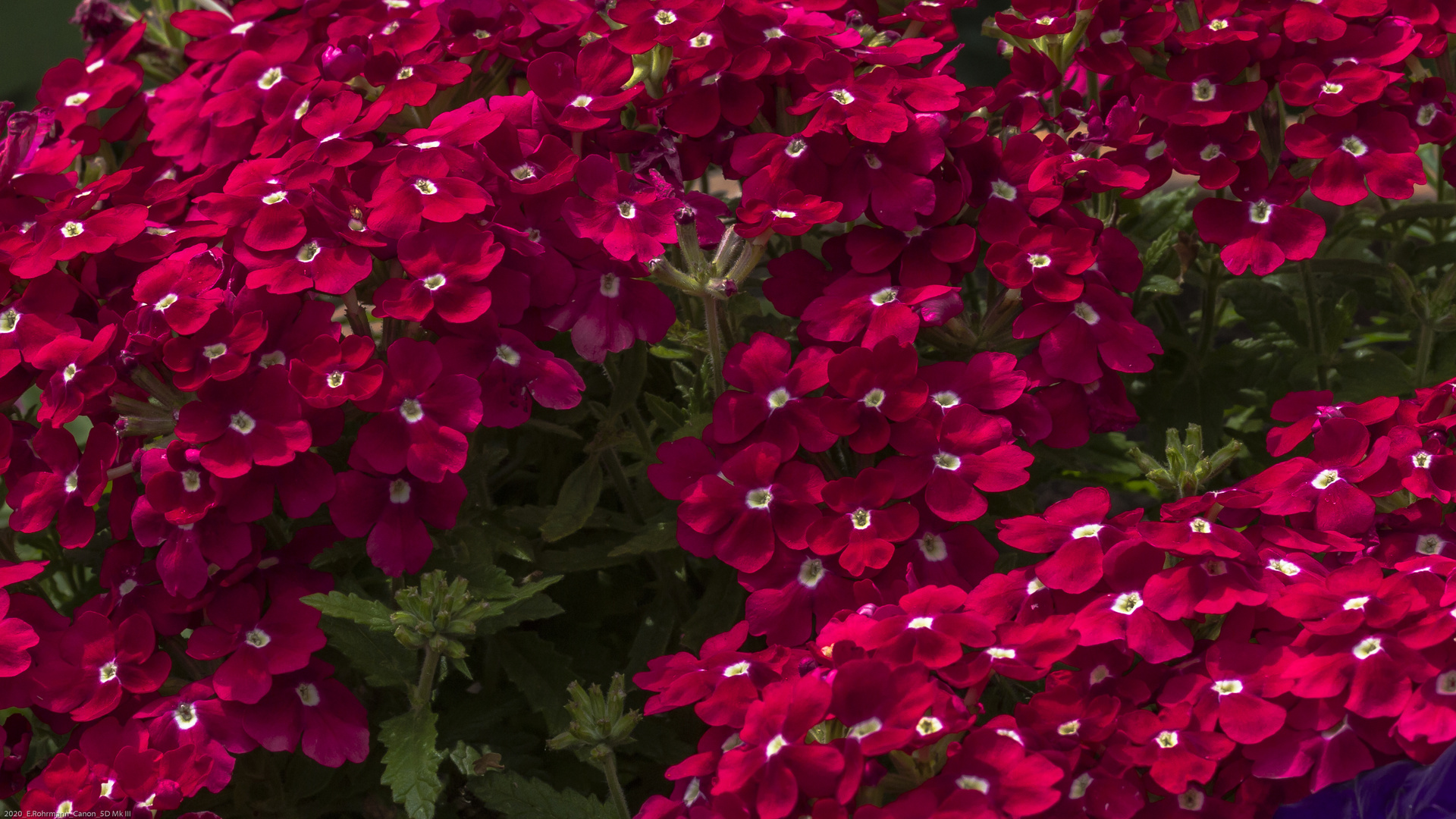 Blüten / Verbene / Terrasse