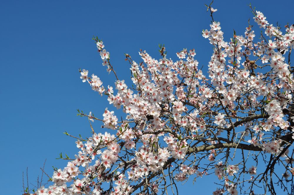 Blüten verneigen sich . . .