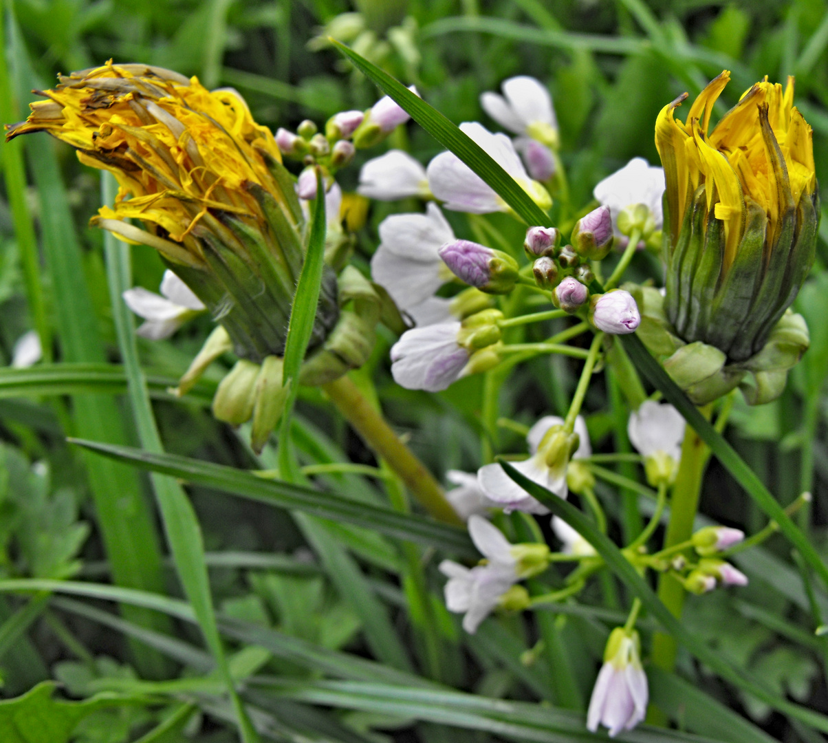 Blüten-Vielfalt