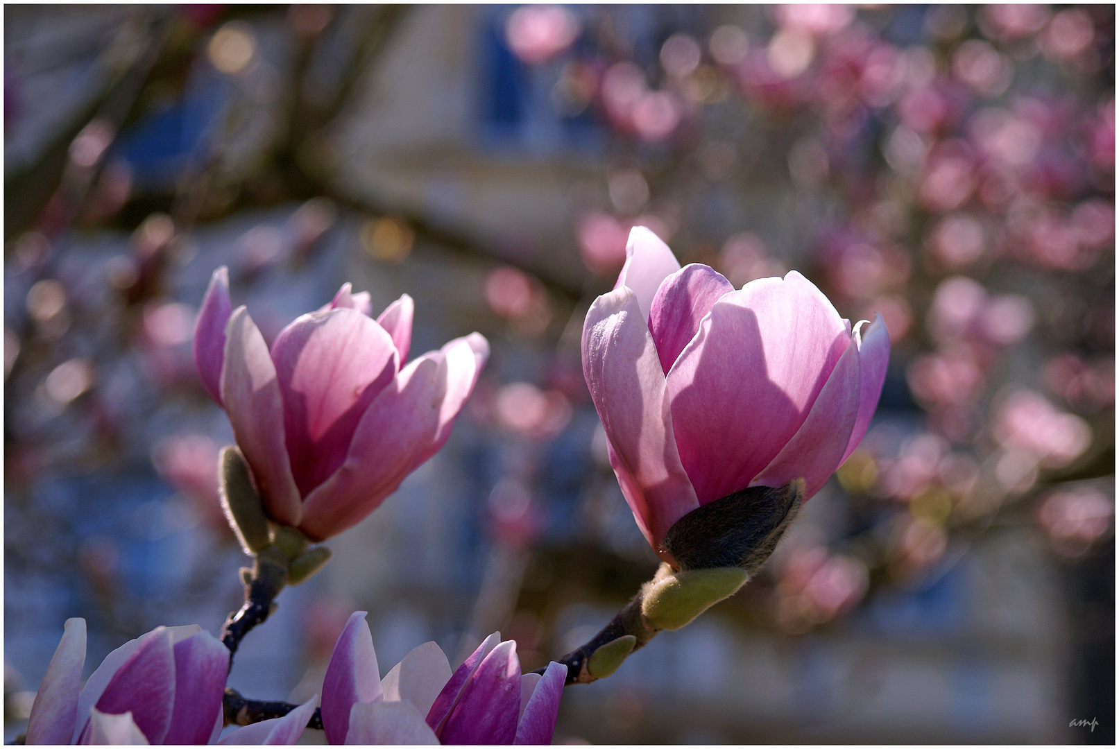 Blüten voll Licht