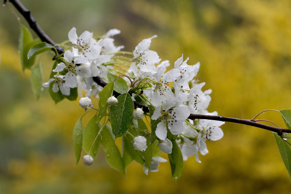 Blüten vom Birnbaum