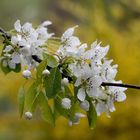 Blüten vom Birnbaum