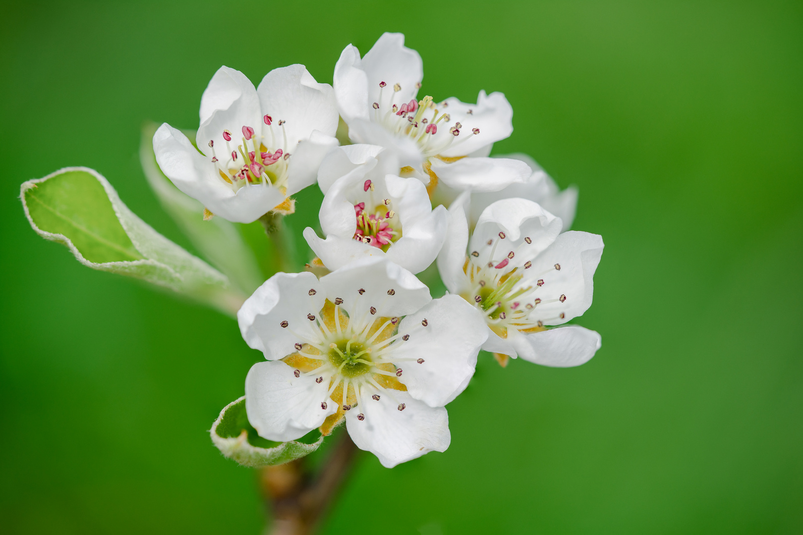 Blüten vom Birnbaum