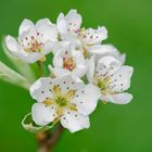 Blüten vom Birnbaum