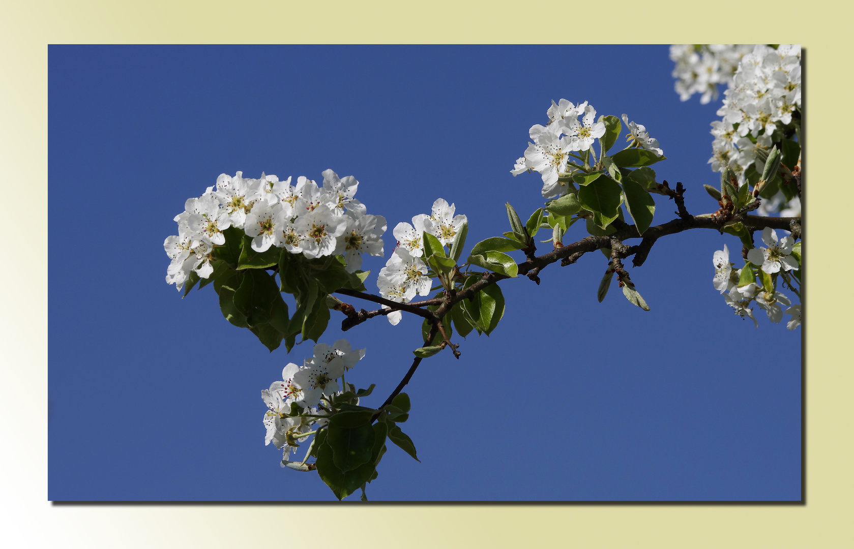 Blüten vom Birnbaum