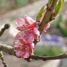 Blüten vom Birnenbaum