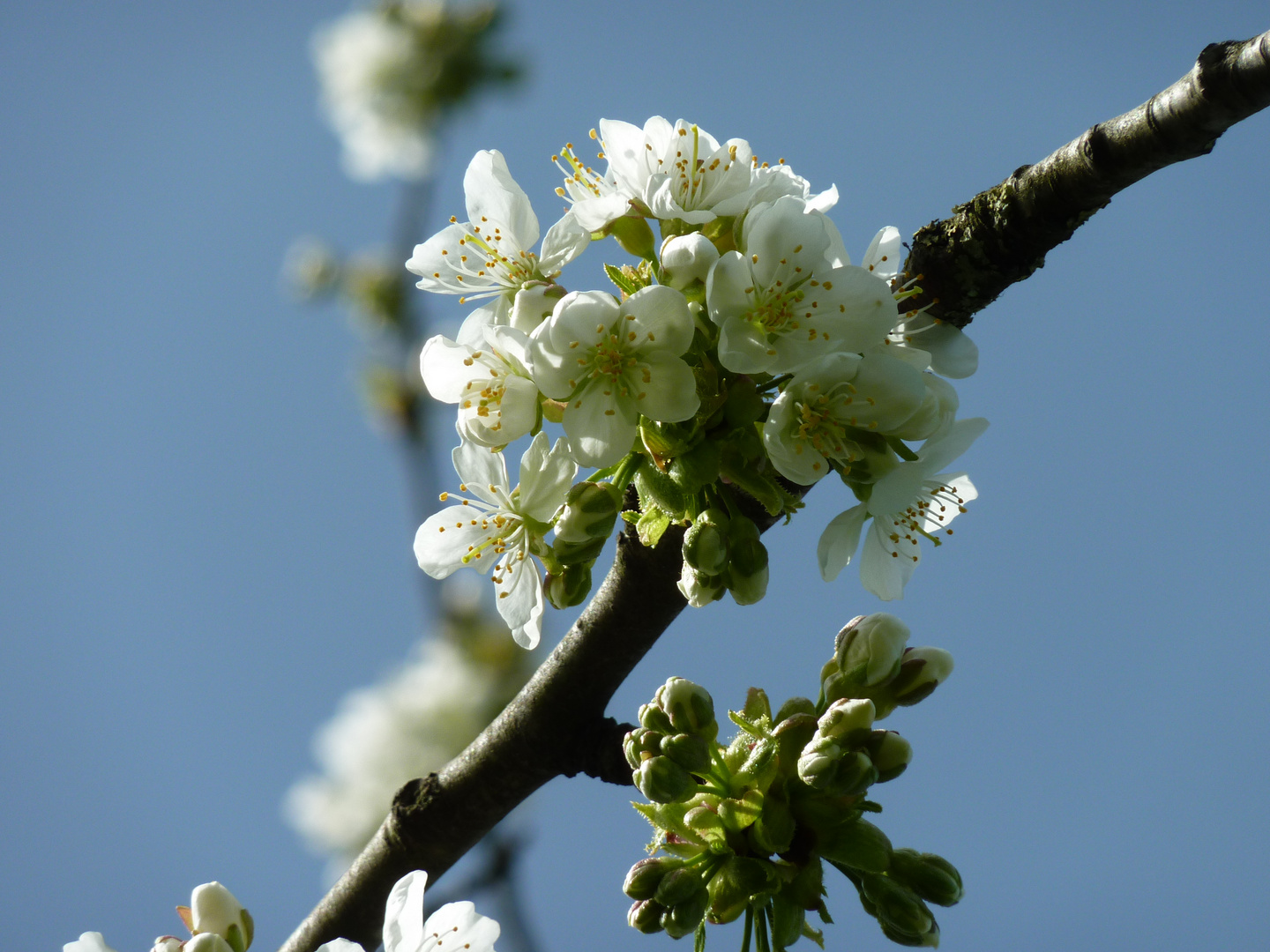 Blüten vom Birnenbaum