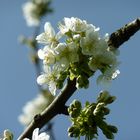 Blüten vom Birnenbaum