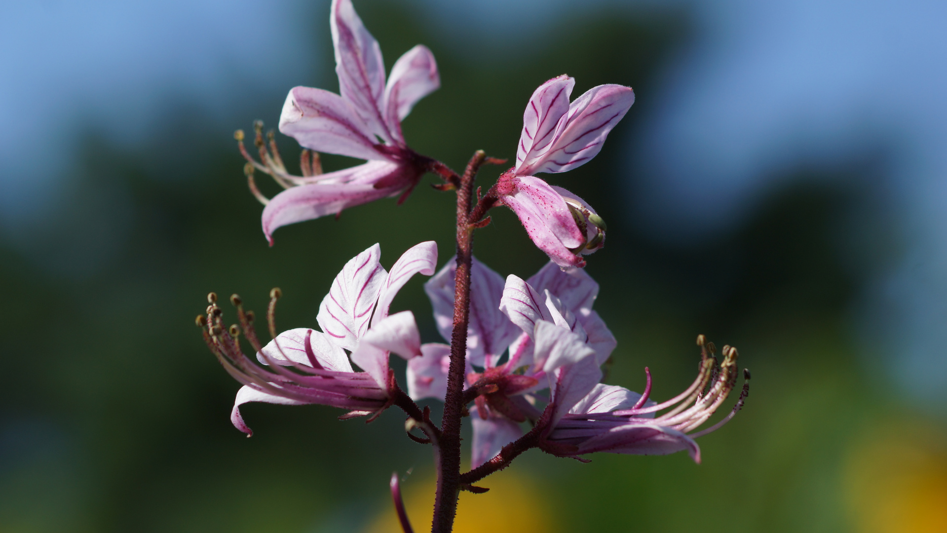 Blüten vom brennenden Busch