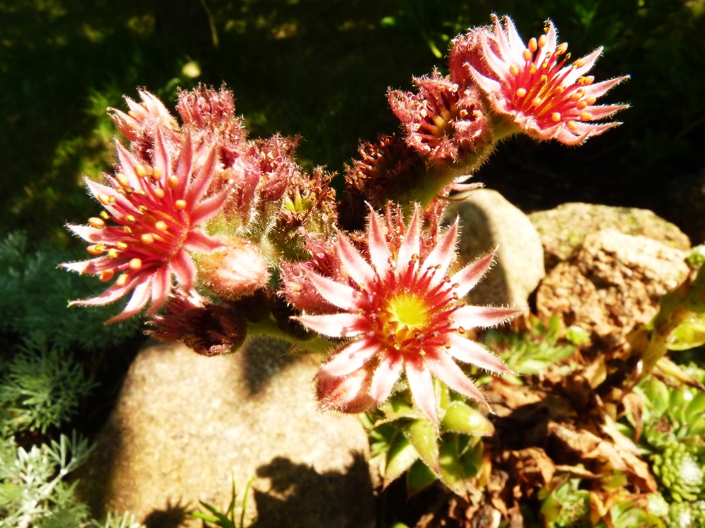 Blüten vom Gartenwurz