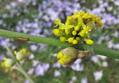 Blüten vom Hartriegel