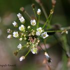 Blüten vom Hirtentäschelkraut - Capsella bursa-pastoris