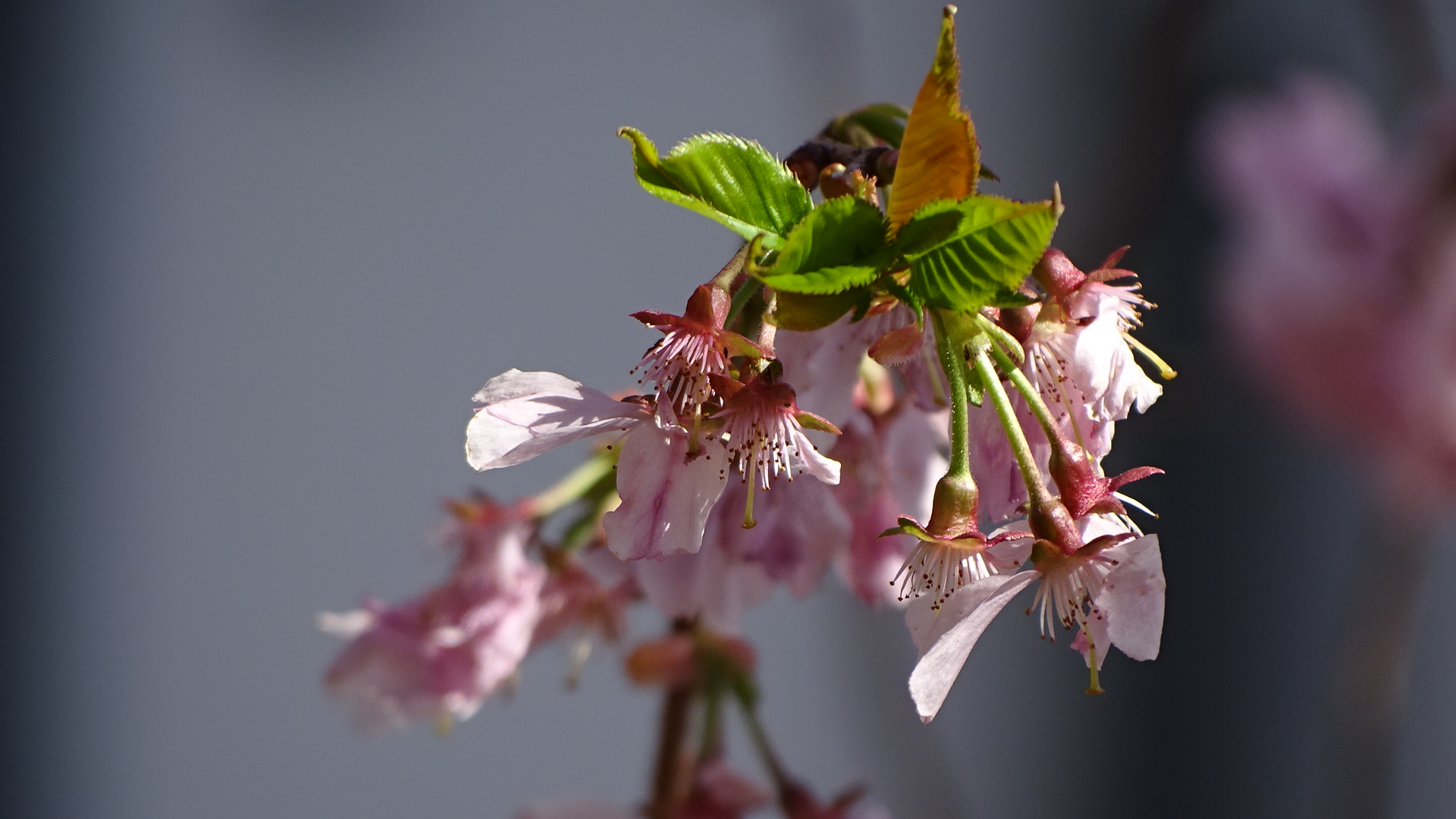 Blüten vom japanischen Kirschblütenbaum im Frühling 2021