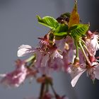 Blüten vom japanischen Kirschblütenbaum im Frühling 2021