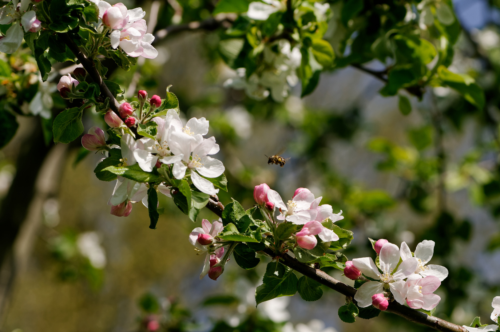 Blüten vom Kaiser Wilhelm Apfel