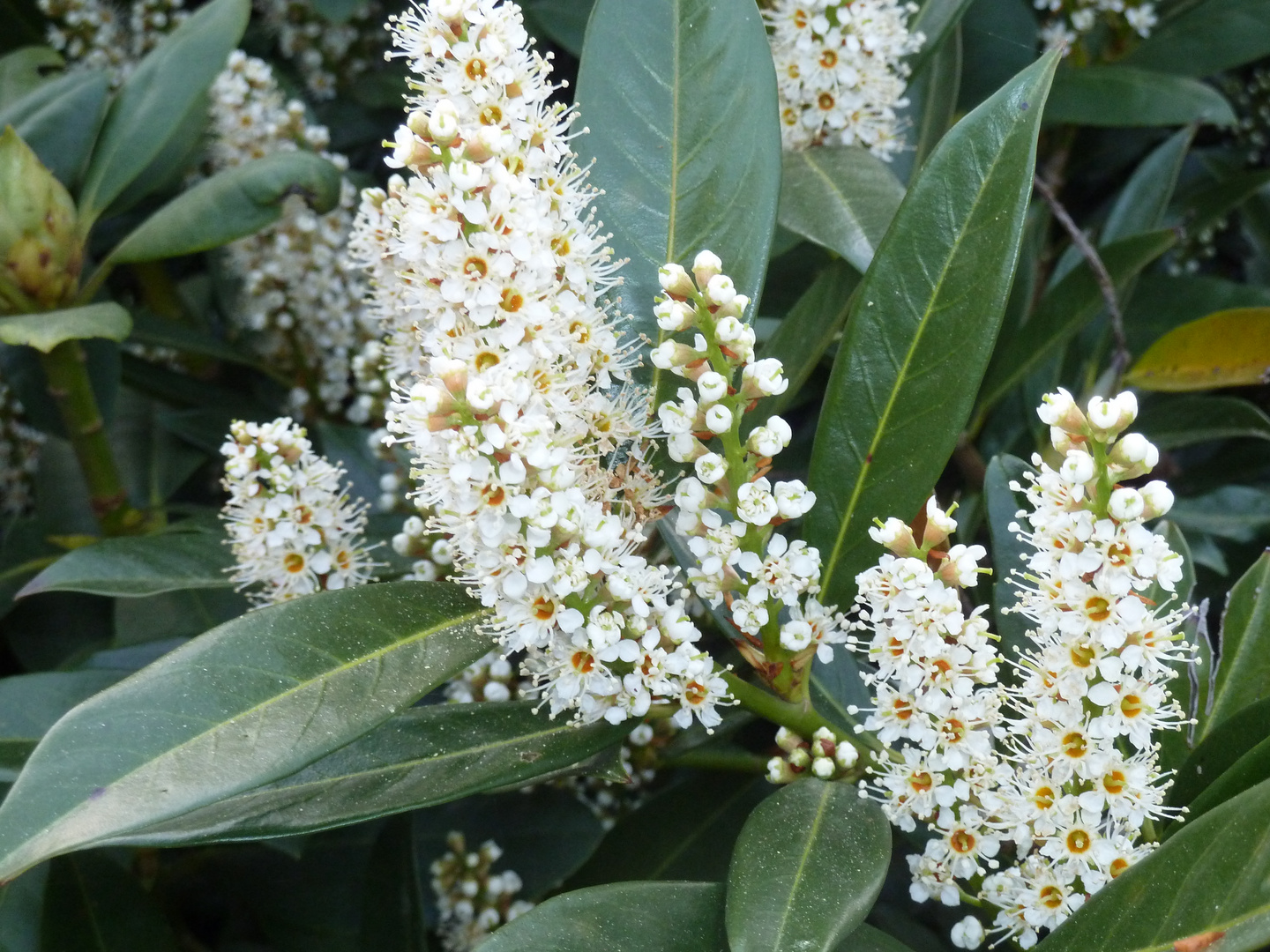 Blüten vom Kirschlorbeer