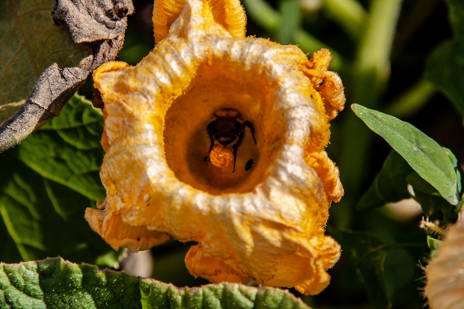 Blüten vom Kürbis mit Besuch...