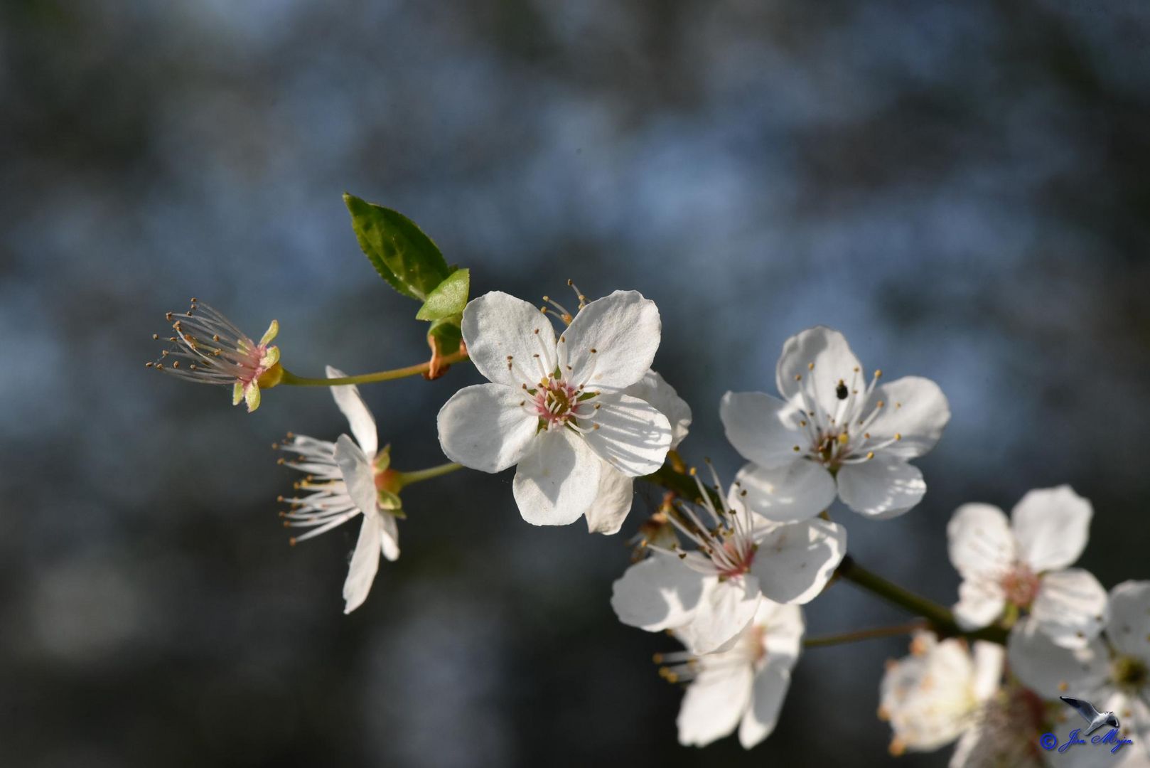 Blüten vom Pflaumenbaum