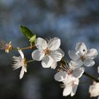 Blüten vom Pflaumenbaum