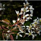 Blüten vom Pralinen-Baum