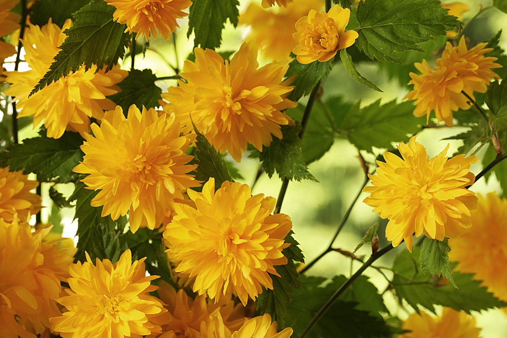 Blüten vom Ranunkel-Strauch