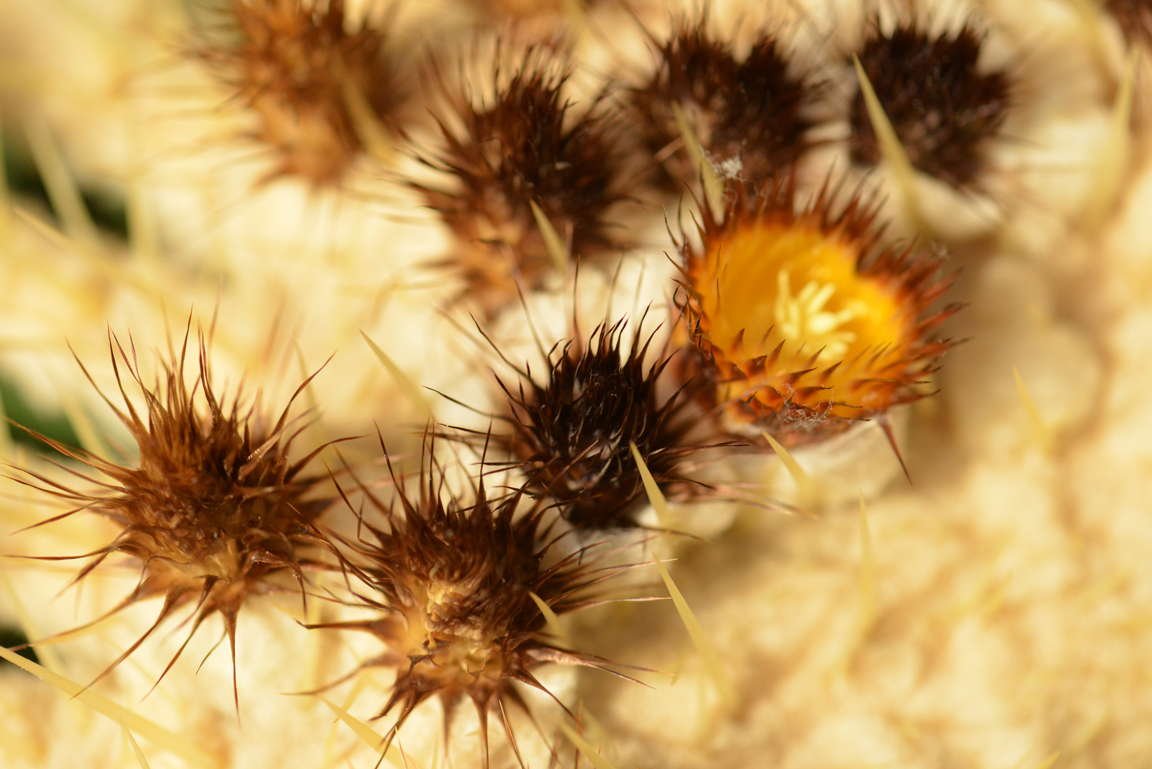 Blüten vom Schwiegermutter Sitz