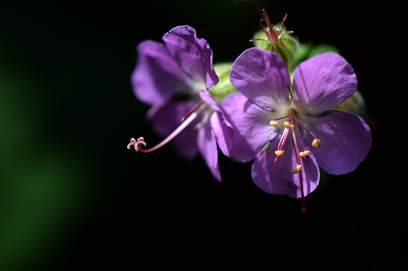 [ Blüten vom Storchenschnabel ]