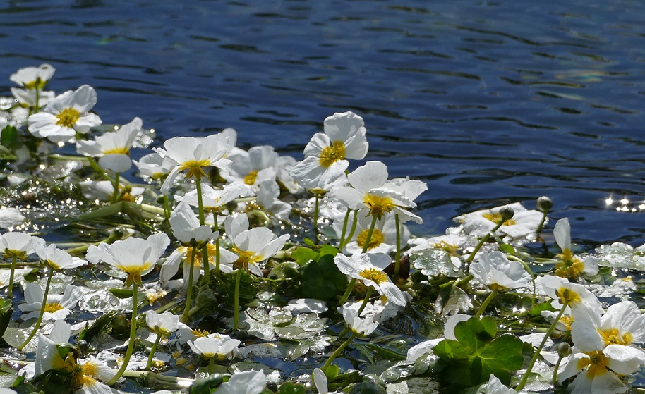 Blüten vom Wasserhahnenfuß