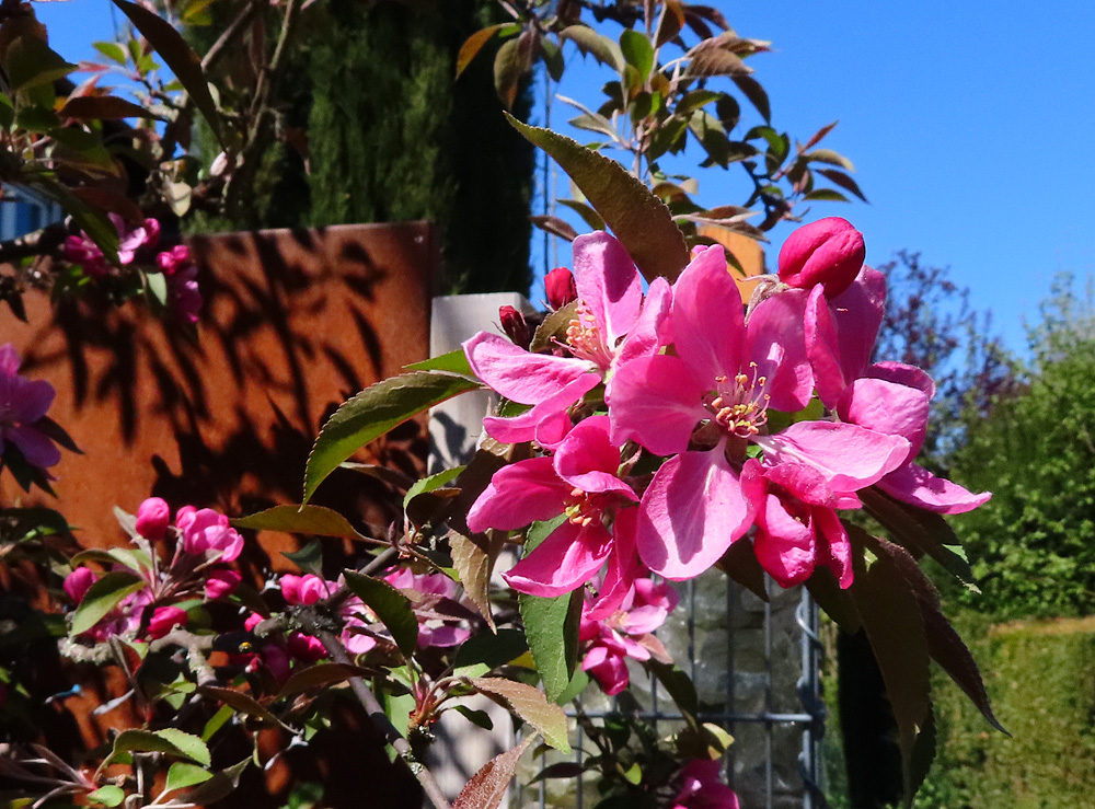 Blüten vom Zierapfel