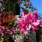 Blüten vom Zierapfel