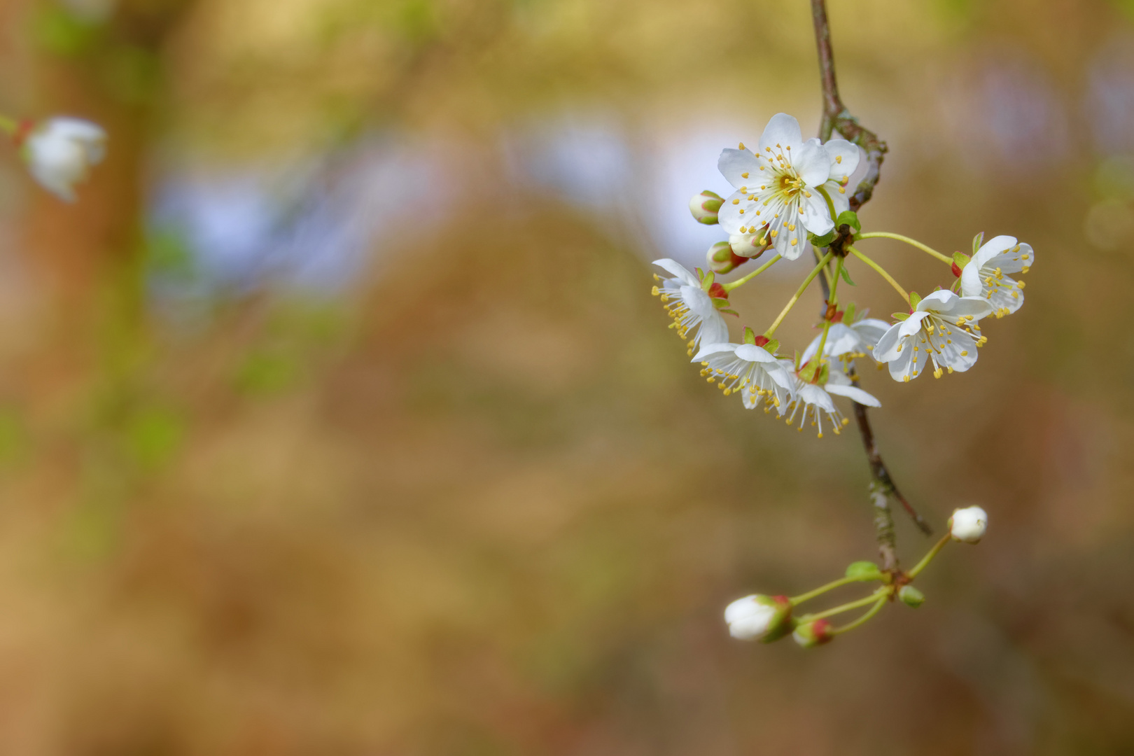 Blüten von ????